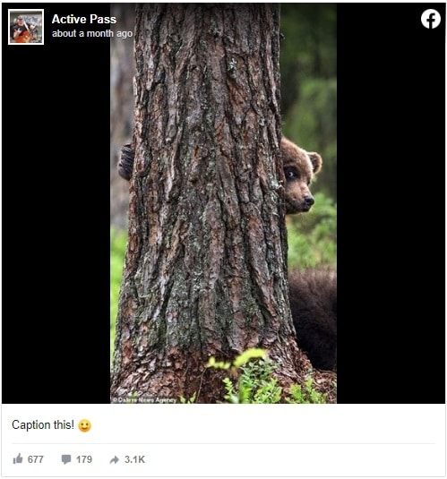 Post Facebook montrant un ours se cachant derrière un arbre